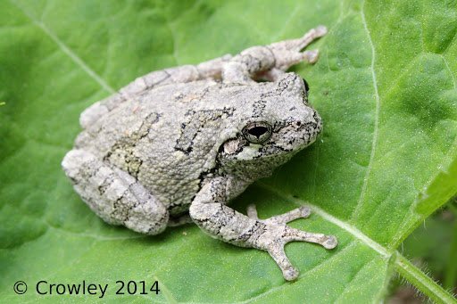 Catherine Bennet: the Gray Tree Frog