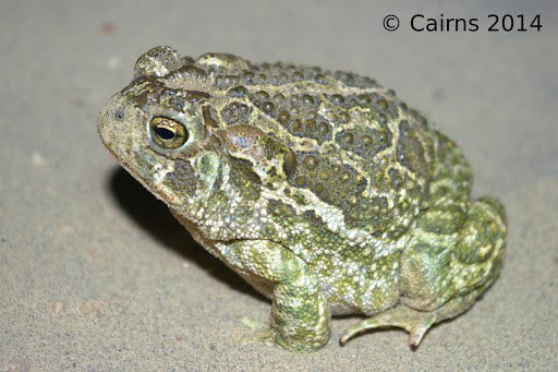 Mary Bennet: the Great Plains toad