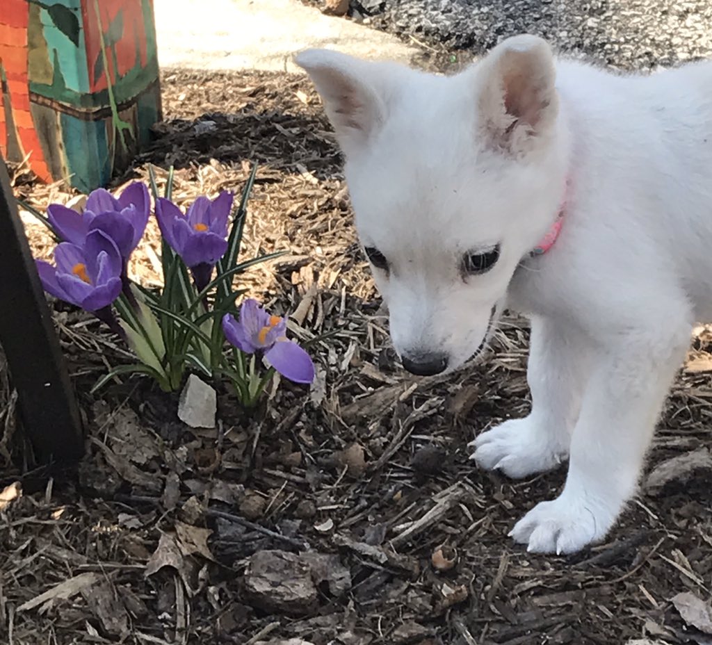 Phoenix, the new PBL teaching assistant, says you should always take time to stop and smell the flowers, or if we’re being honest, to taste the flowers if you are a 10 week old puppy.