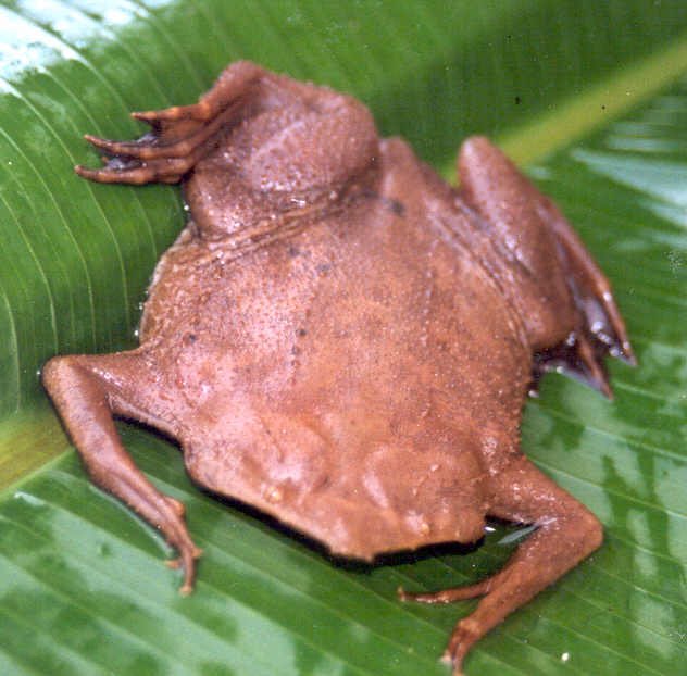 Mr. Collins: the Surinam Toad