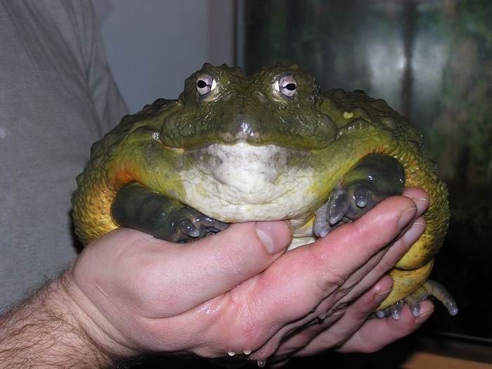 Lady Catherine de Bourgh: the Giant African Bullfrog