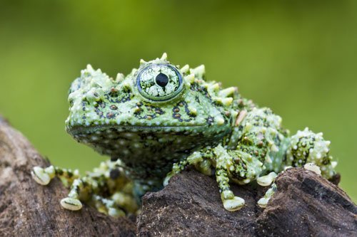 Charlotte Lucas: the Vietnamese Mossy Frog