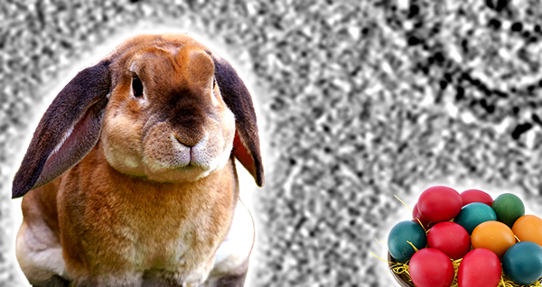 Tomo-tip Nr. 3: Make your Easter eggs visible. Don’t be shy to filter, bin and denoise your tilt-series and tomograms to enhance contrast. Once you have found your Easter-eggs, you can still go back to the untouched full-sized tomograms.