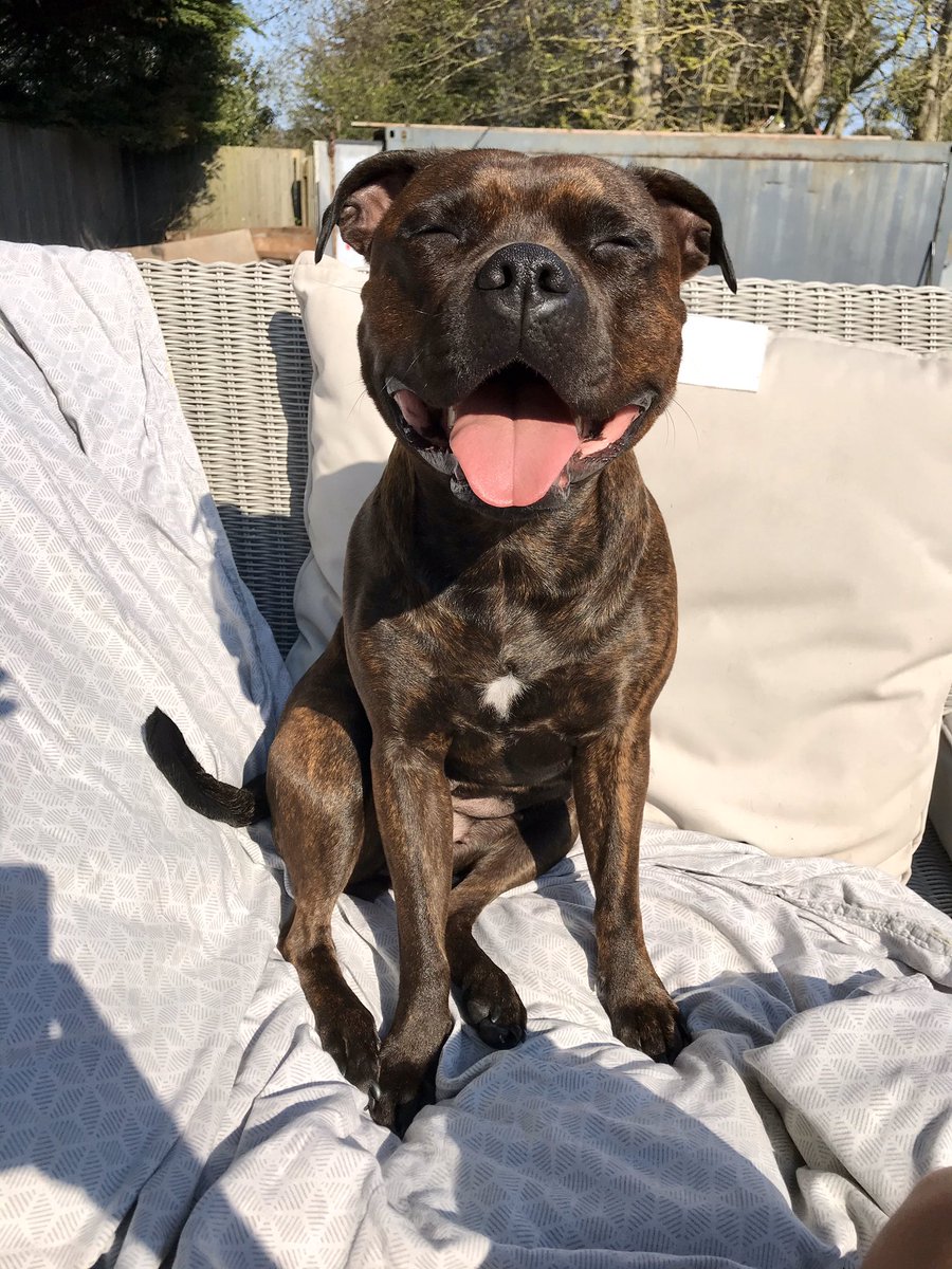 lynzee253's tweet photo. #IsolationLife #StaffieSaturday https://t.co/oPPRuby2sn