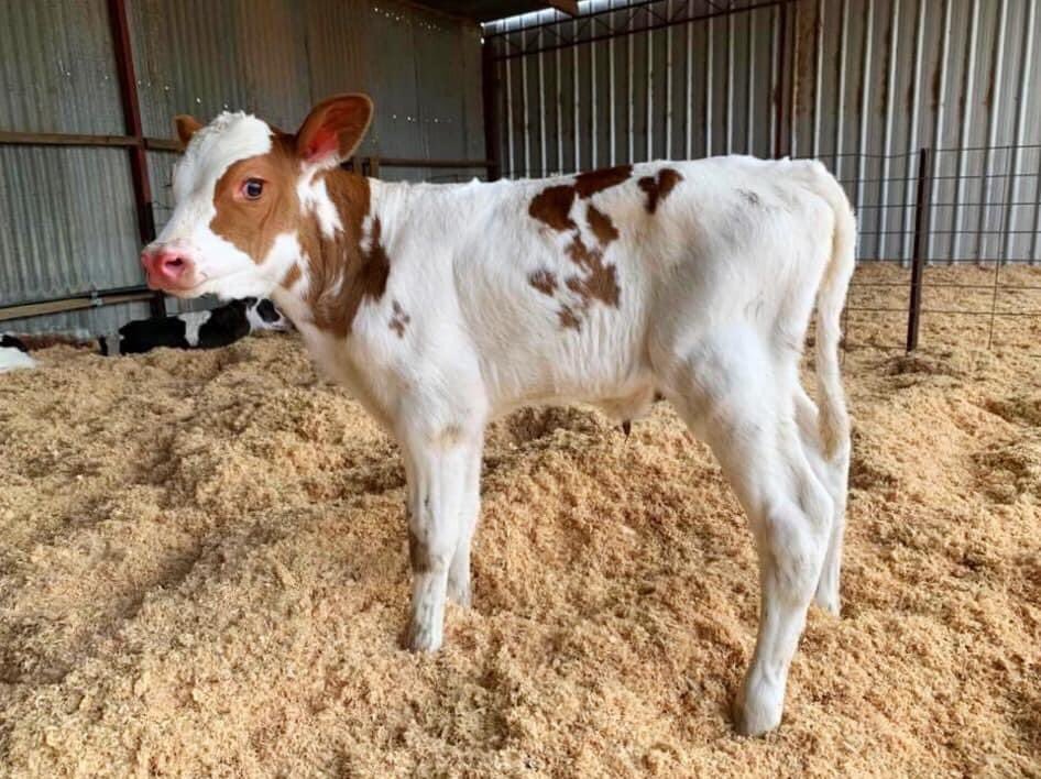 cogentbreeding's tweet photo. Take a look at this stylish APPLEFREE RED 🍎calf from Redmaw Holsteins in Victoria, Australia 🇦🇺
For more information on ST Gen Rr APPLEFREE-Red visit our website - https://t.co/rxIOTz4rQr
#BeProfitableBeCogent https://t.co/Z0xfnnxcOr