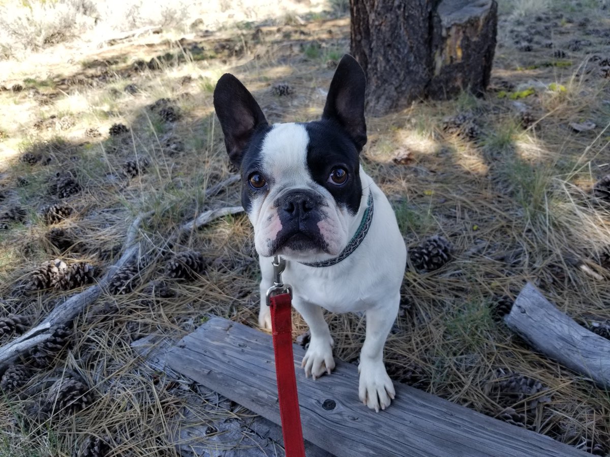 Markella_M's tweet photo. Cascade #beautifulgirl #frenchtons #oregon #dogs #blymountainbostons https://t.co/8FjnbpTwgv