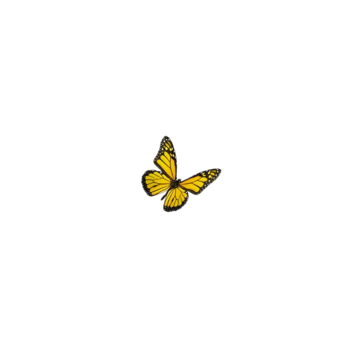 — [♡] ; yellow butterfly