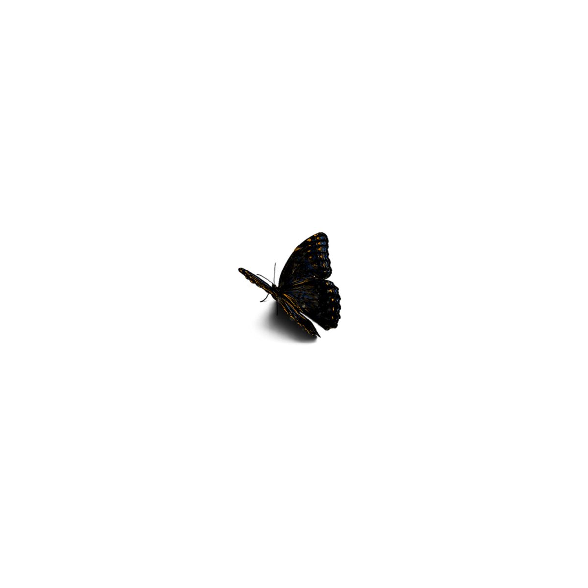 — [♡] ; black butterfly