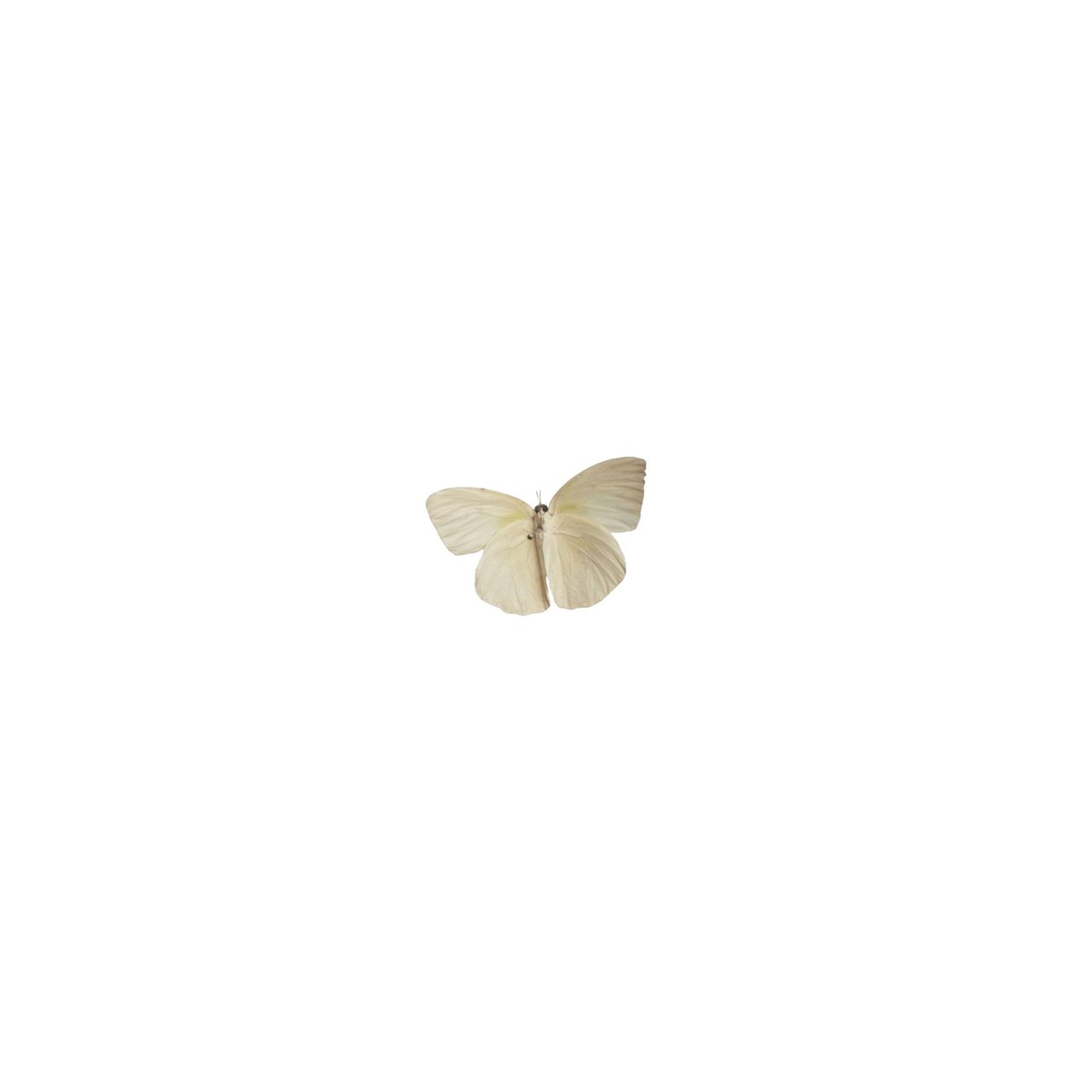 — [♡] ; white butterfly