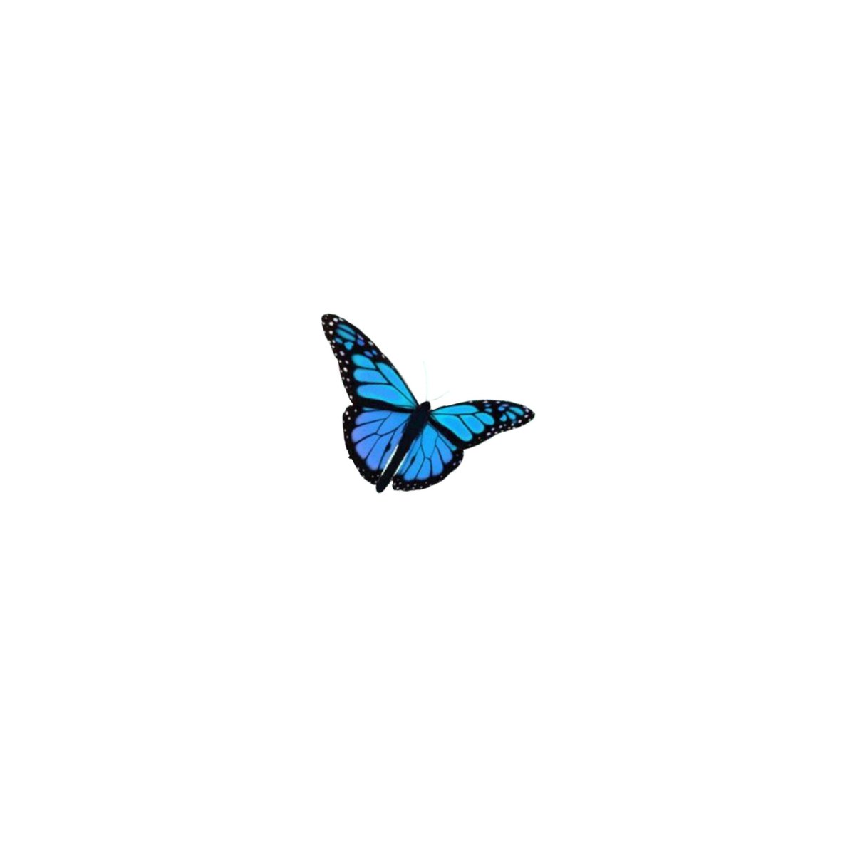 — [♡] ; blue butterfly
