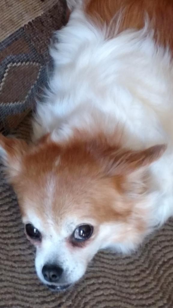 Lucy says hi!!! #NationalPetDay