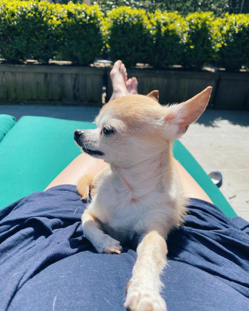 #NationalPetDay 💕🐶🐾