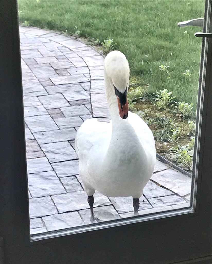 Had a visitor at our back door this morning - he heard about our stay at home message and apparently wanted to participate.  😊  #hunkereddownheroes  <a href="/ShellyWyman/">Shelly Wyman</a> <a href="/jwyman03/">jp</a> <a href="/sophiasloth14/">sophia</a>