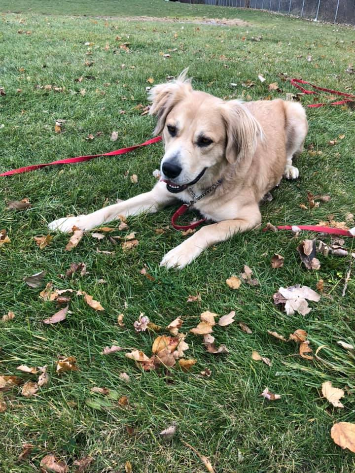 MedstarMich's tweet photo. It’s National Pet Day! Our beloved ROSCoe always puts a smile on our teams’ faces.
#nationalpetday #dogs #weareMedstar #starsofthefrontline #covid19 #ems #ambulance #firstresponders #essentialteam #alwaysopen #healthcareheroes #stayhomeforus #oneteam https://t.co/TSvxjvQuUi