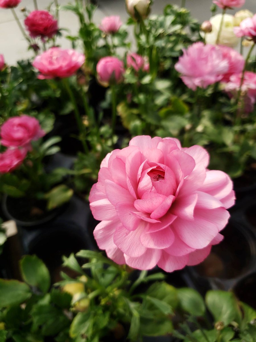 Colour Paradise Greenhouses 🌺 tweet media