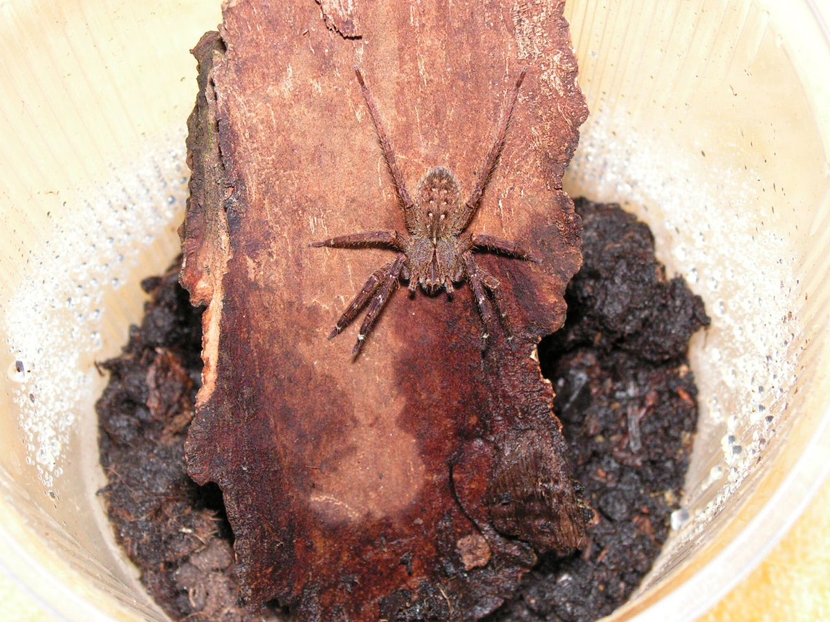 Taken in 02/2006 sling from wild caught mother from Guyana. Note pattern on ophistosoma and also white mark above the tarsi on leg I & II. Was in a 500 ml box (for size reference). P. fera: