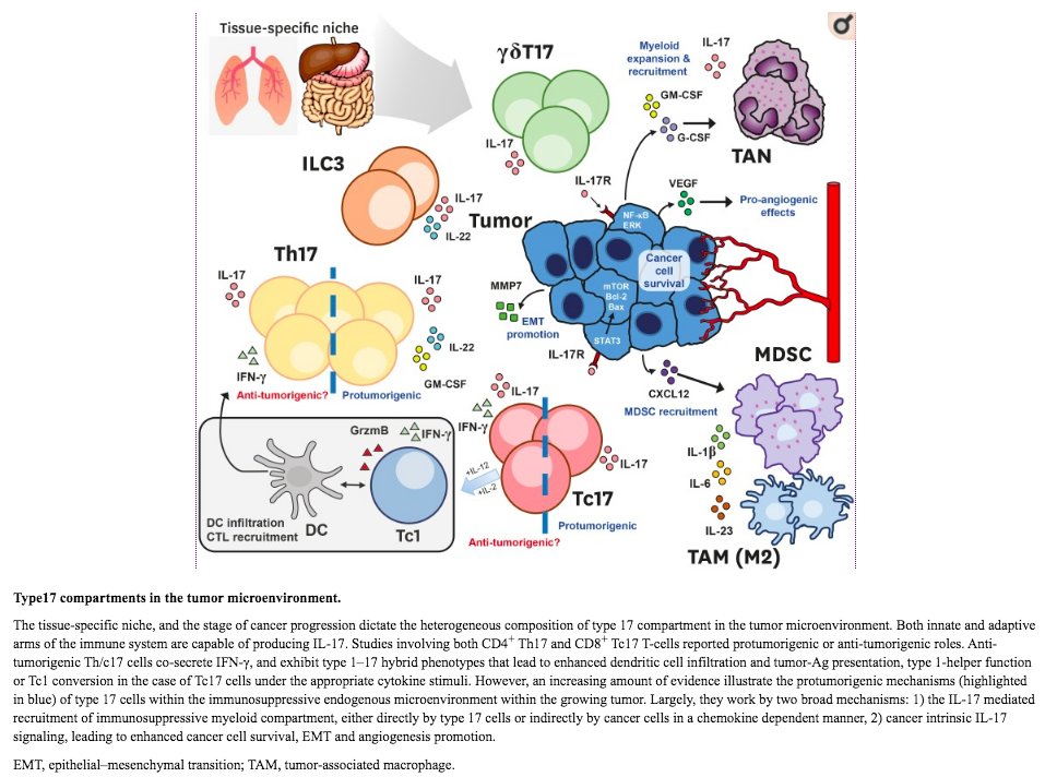 11/8)CancersIL-17A producing cells are closely associated w/cancer. Depending on cancer type, IL-17A may have pro or anti-tumorigenic effects. https://www.ncbi.nlm.nih.gov/pmc/articles/PMC7049578/Chronic inflammation contributes to cancer development, growth, therapy resistance & metastasis (31315034)