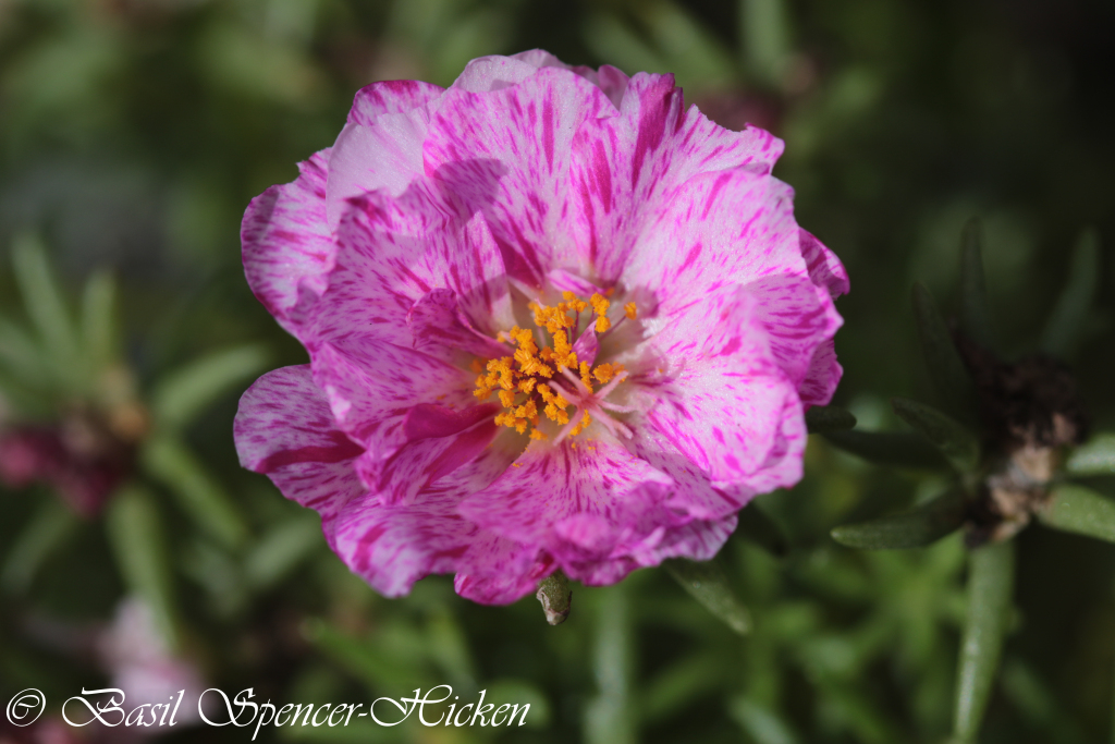 phototune's tweet photo. My Garden, Lockdown- and Macro- mania https://t.co/V9egv7NIIX https://t.co/atbrjXFyqb