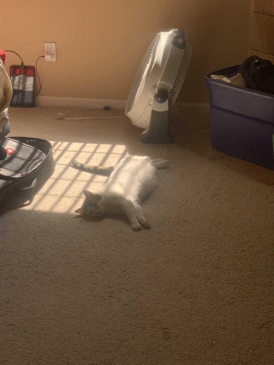 tneventing's tweet photo. #NationalPetDay #Caturday https://t.co/NQhOOEehWZ