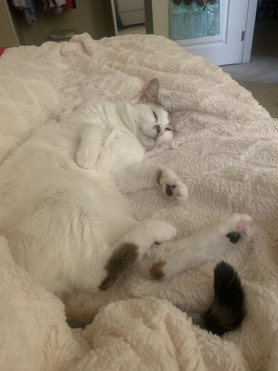tneventing's tweet photo. #NationalPetDay #Caturday https://t.co/NQhOOEehWZ