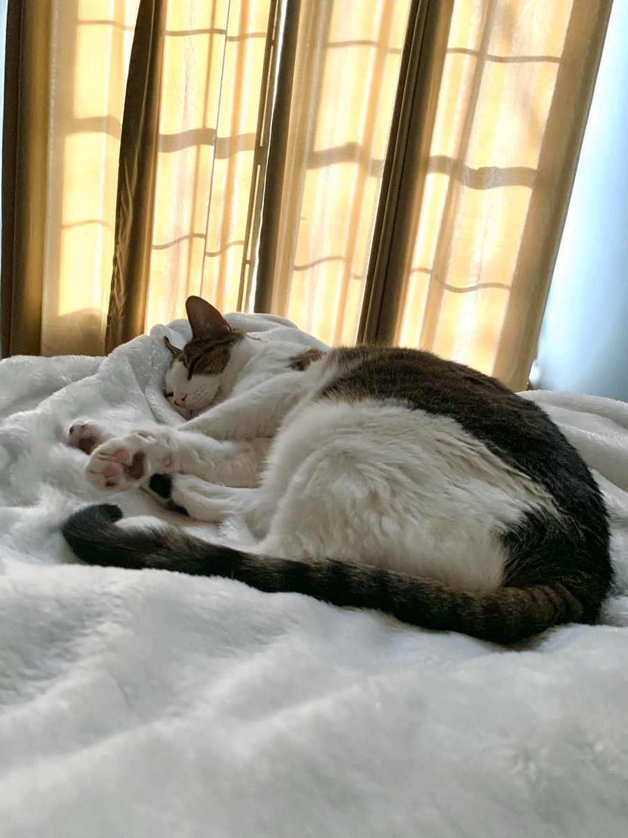 KatSunflo tweet picture