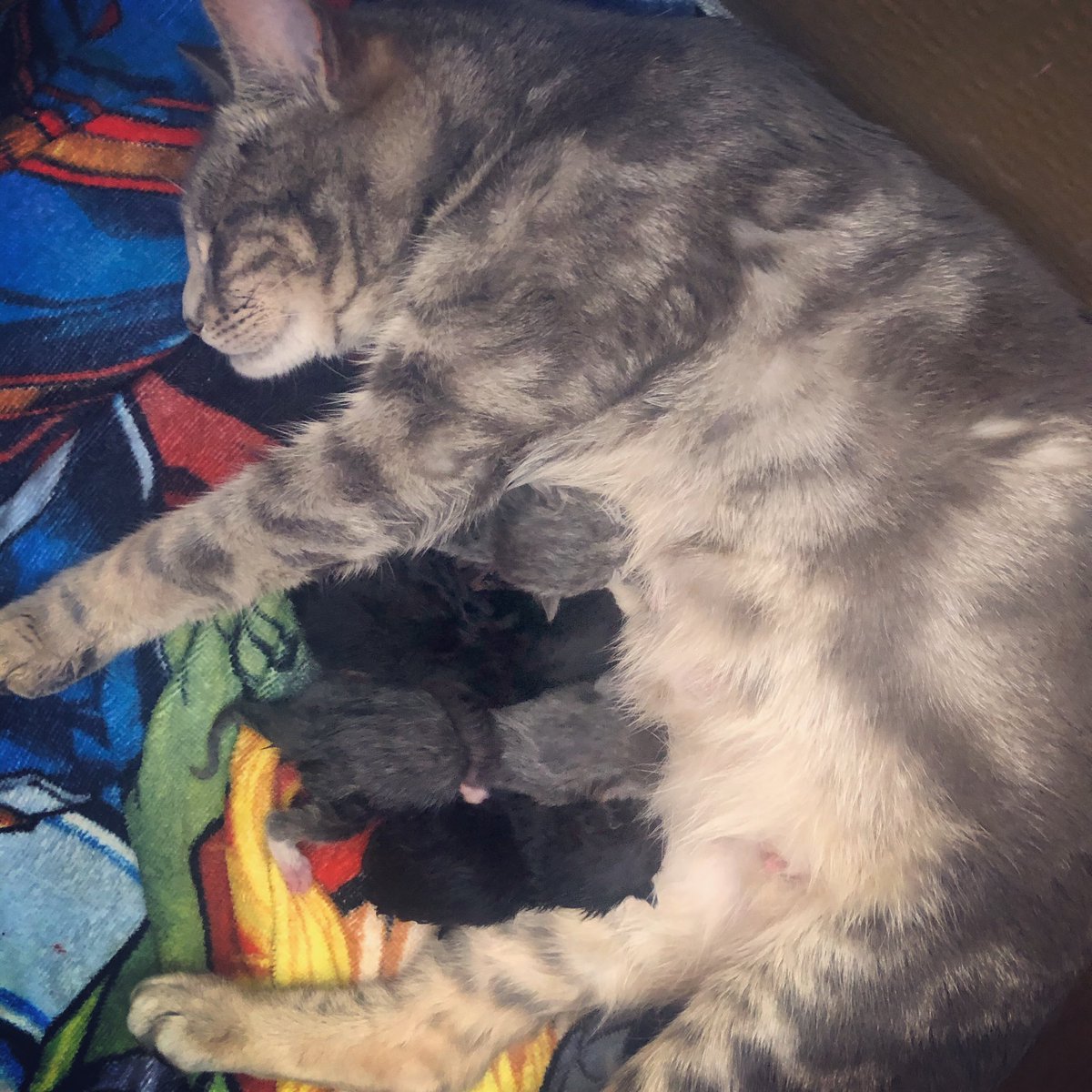 ZoeCoom09384932's tweet photo. Look what’s arrived in our house in time for Easter the second year running!! #springkittens #beautifulbengals https://t.co/vcNESAn3xj