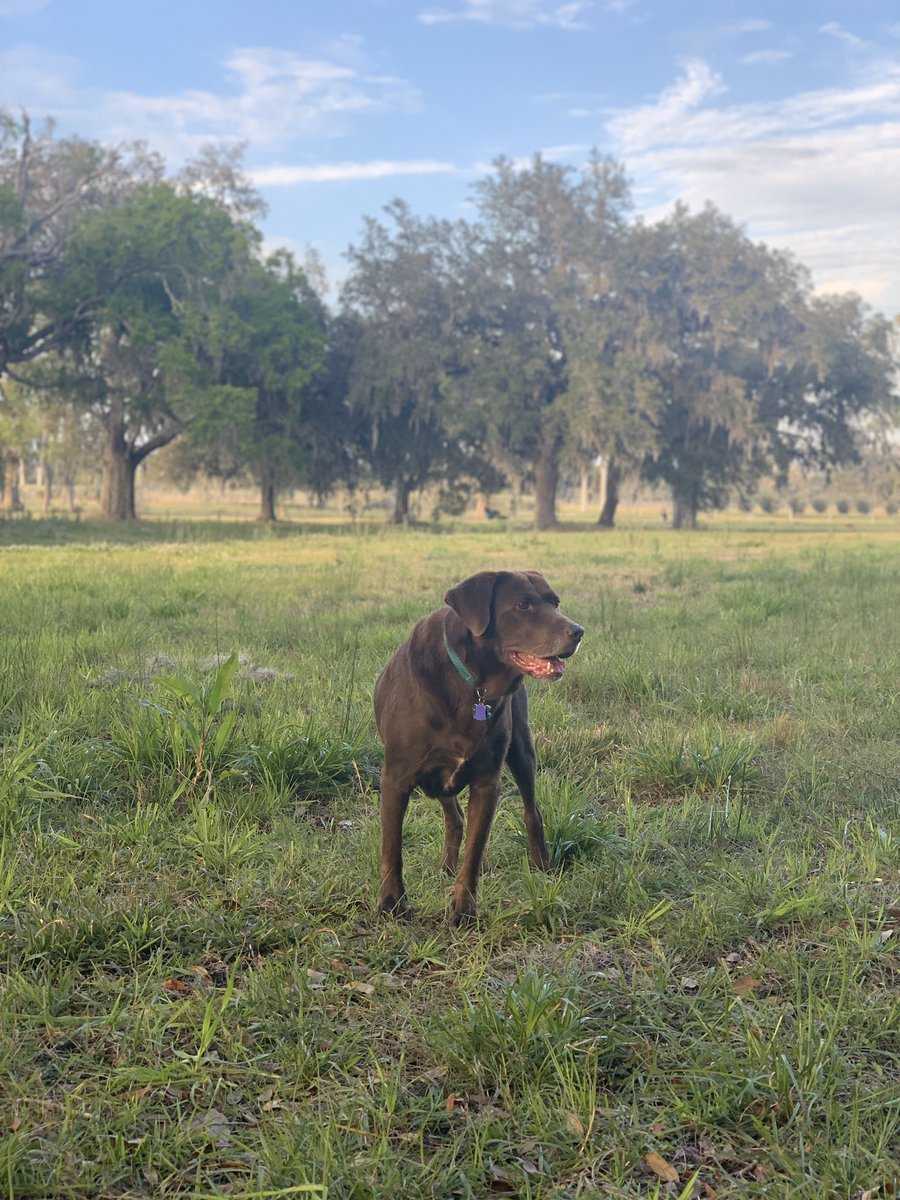 laurenbankert's tweet photo. Happy #MuttMarch day from Benson, @jaxhumane! Adopted October 27, 2019. ❤️ https://t.co/B9PU4GeVo8