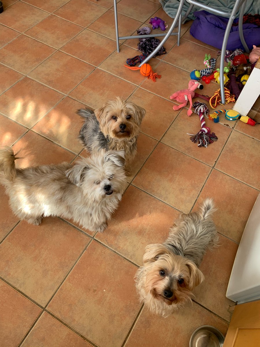 #NationalPetDay ❤️❤️❤️🐶🐶🐶❤️❤️❤️