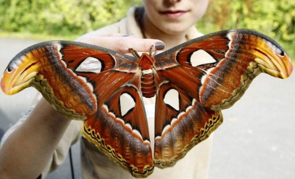 あつ森ヨナグニサン、こんなデカイ蛾いねーわ。って調べたらほんとにで