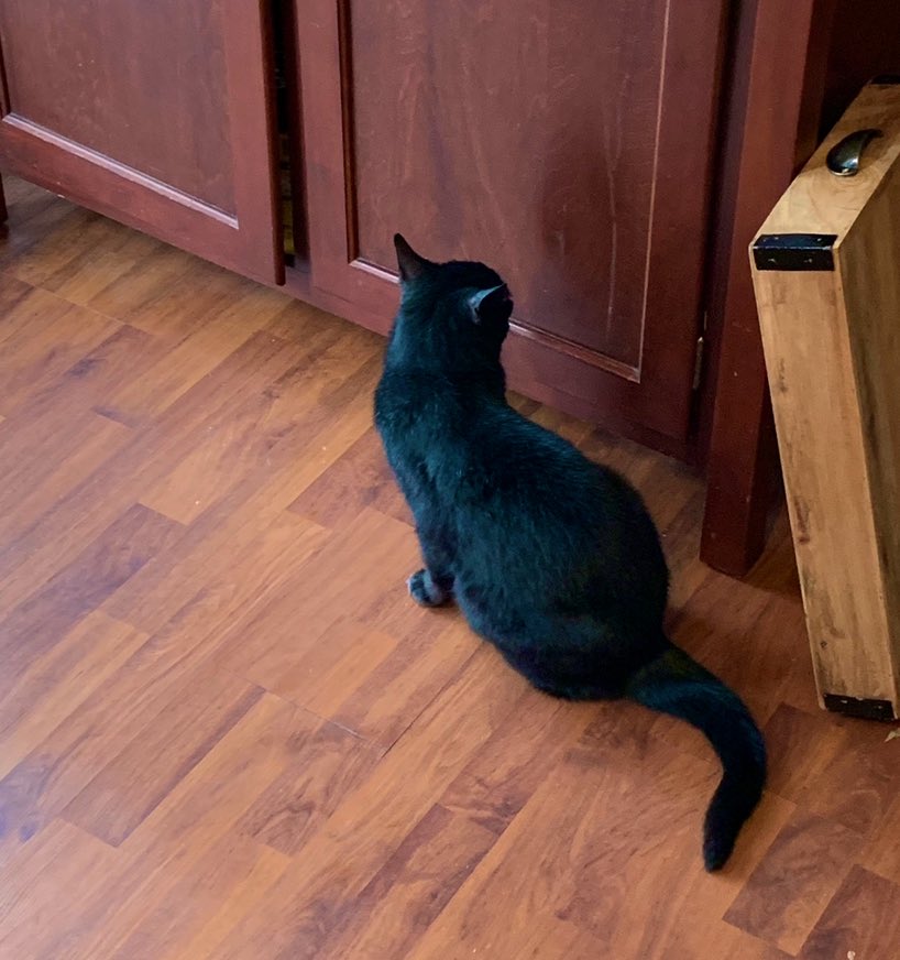 My poor old visually impaired cat is enjoying staring out the window all day. #Caturday