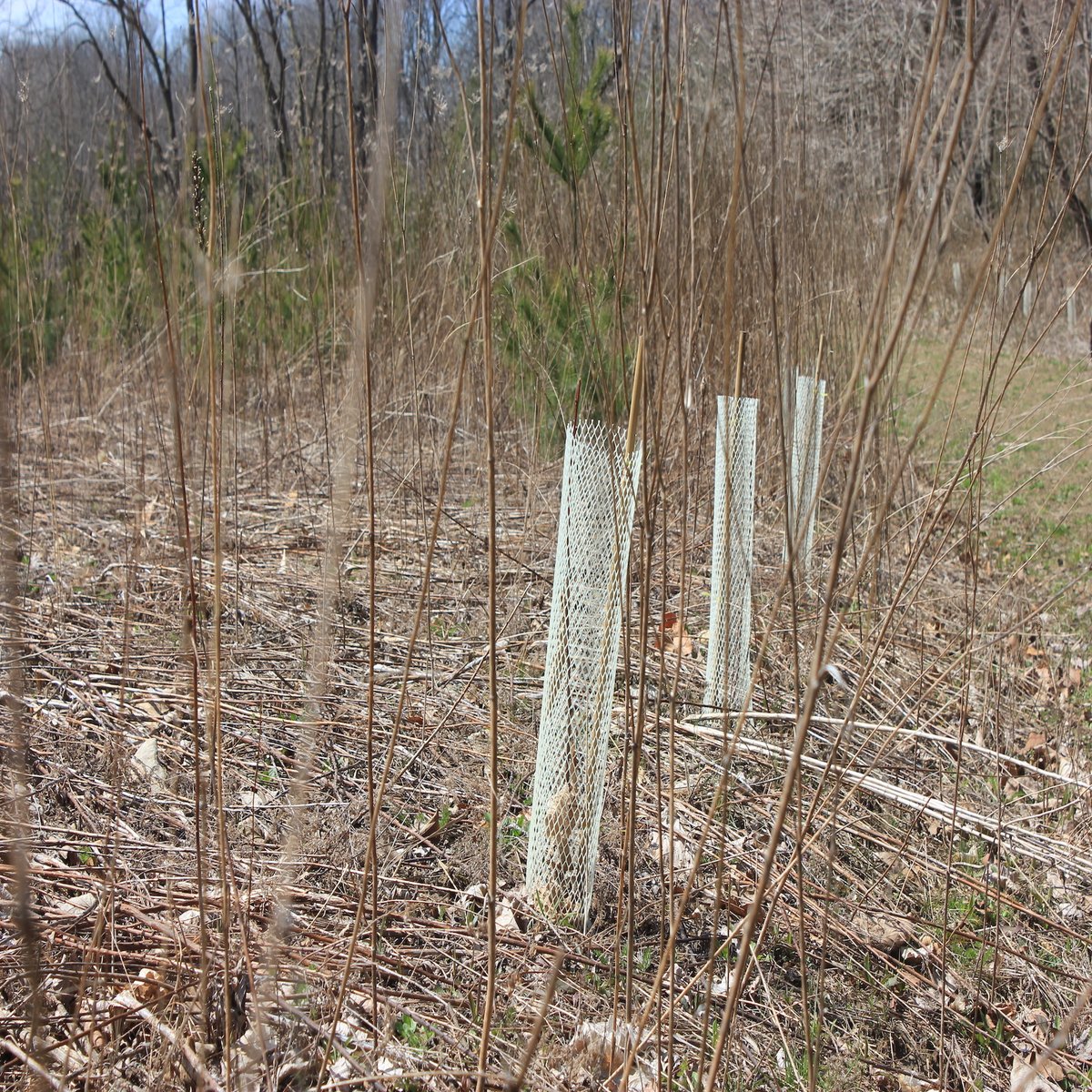 catfishcreekca's tweet photo. Have you been walking through #SpringwaterCA or #YarmouthNaturalHeritageArea and noticed these little white fences? 

These are #AmericanChestnut samplings! We're trying to reestablish this endangered species after they were almost completely eradicated back in the 1940s! https://t.co/FfWDME8aDe