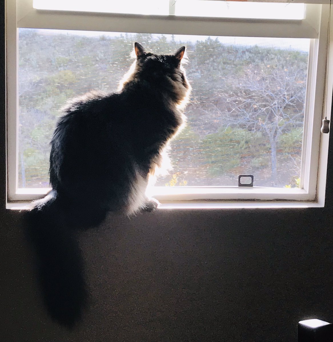 #Caturday #SaturdayMorning <a href="/KathieLGifford/">Kathie Lee Gifford</a> <a href="/JoelOsteen/">Joel Osteen</a> <a href="/VictoriaOsteen/">Victoria Osteen</a> 
Please have FAITH Dear Friends,
WE WILL GET THROUGH these uncertain TIMES TOGETHER💛💚
With love,
Pepper