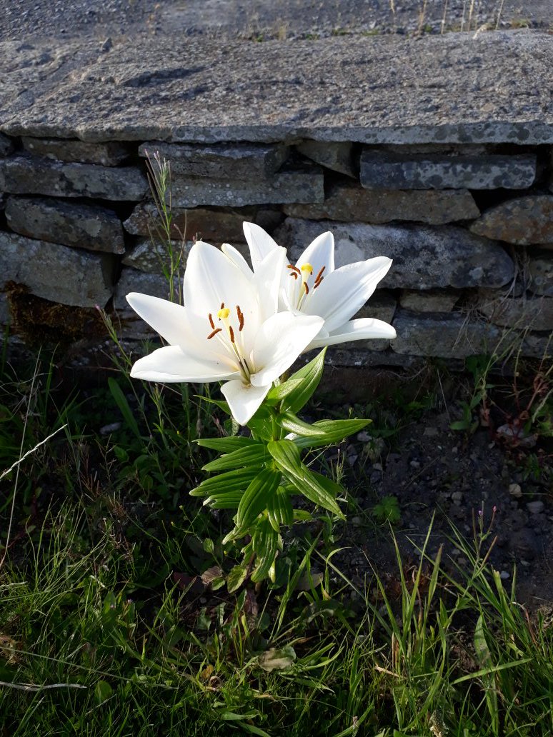 Dr Michele Dunleavy (@micheledunleav3) on Twitter photo Day 1/7 of my life in pictures. Rules: no words, no people, nominate someone new each day. I was nominated by <a href="/DervanMaria/">Maria Dervan PhD</a>. Today's nomination goes to <a href="/JohFitzMIC/">Johanna Fitzgerald</a> Day 1/7 of my life in pictures. Rules: no words, no people, nominate someone new each day. I was nominated by <a href="/DervanMaria/">Maria Dervan PhD</a>. Today's nomination goes to <a href="/JohFitzMIC/">Johanna Fitzgerald</a>