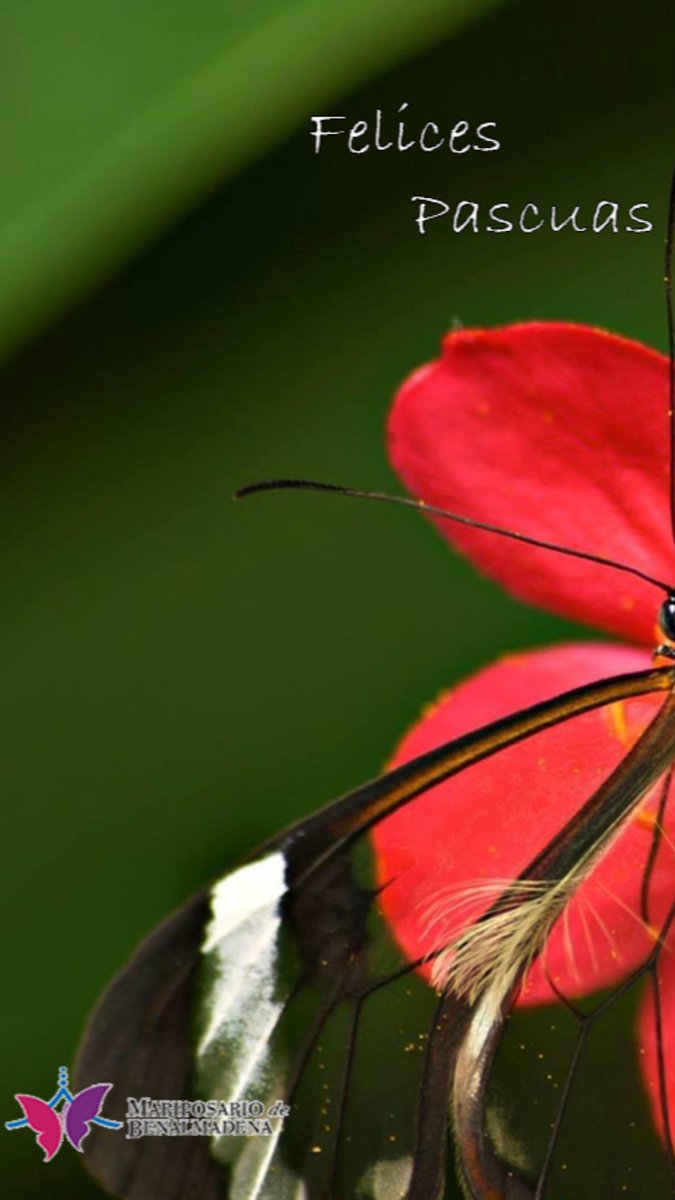 Happy Easter 
#MariposariodeBenalmadena 
#ButterflyPark