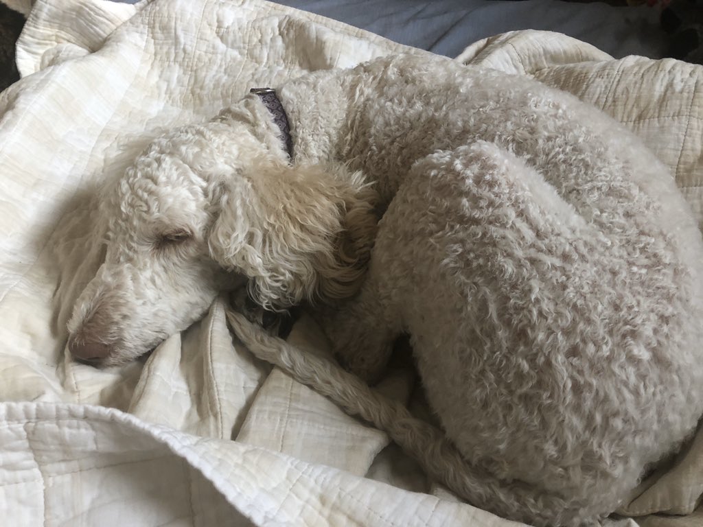 huffmaco's tweet image. Bocephus the cat + Pearl the dog + Ava the human + loads of stuffies sleepin in. #Caturday #fullbed #catsofquarantine #dogsofquarantine