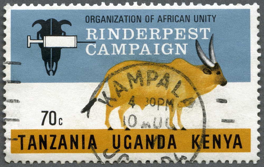 The catastrophe in Africa, accelerated by the Allies' fear of bio-warfare by the Axis powers, prompted a long search for a vaccine. After WW2, combating Rinderpest became a priority for UN agencies. With Cold War funding, vaccines were slowly perfected (15/n)