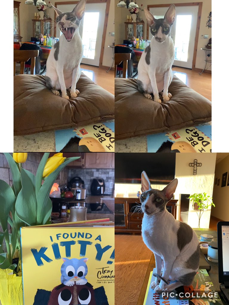 rasors's tweet photo. 🐈 My new library assistant is helping me read books to my PreK kids online! #Caturday #CatsOfTheQuarantine #CornishRexCats @troycummings https://t.co/Dxngtgd9Fh