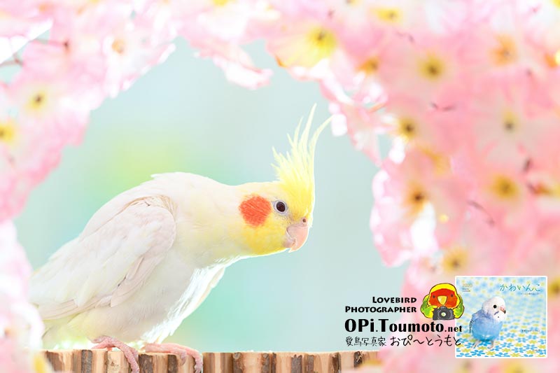 OPi.Toumoto📷🐦 tweet media