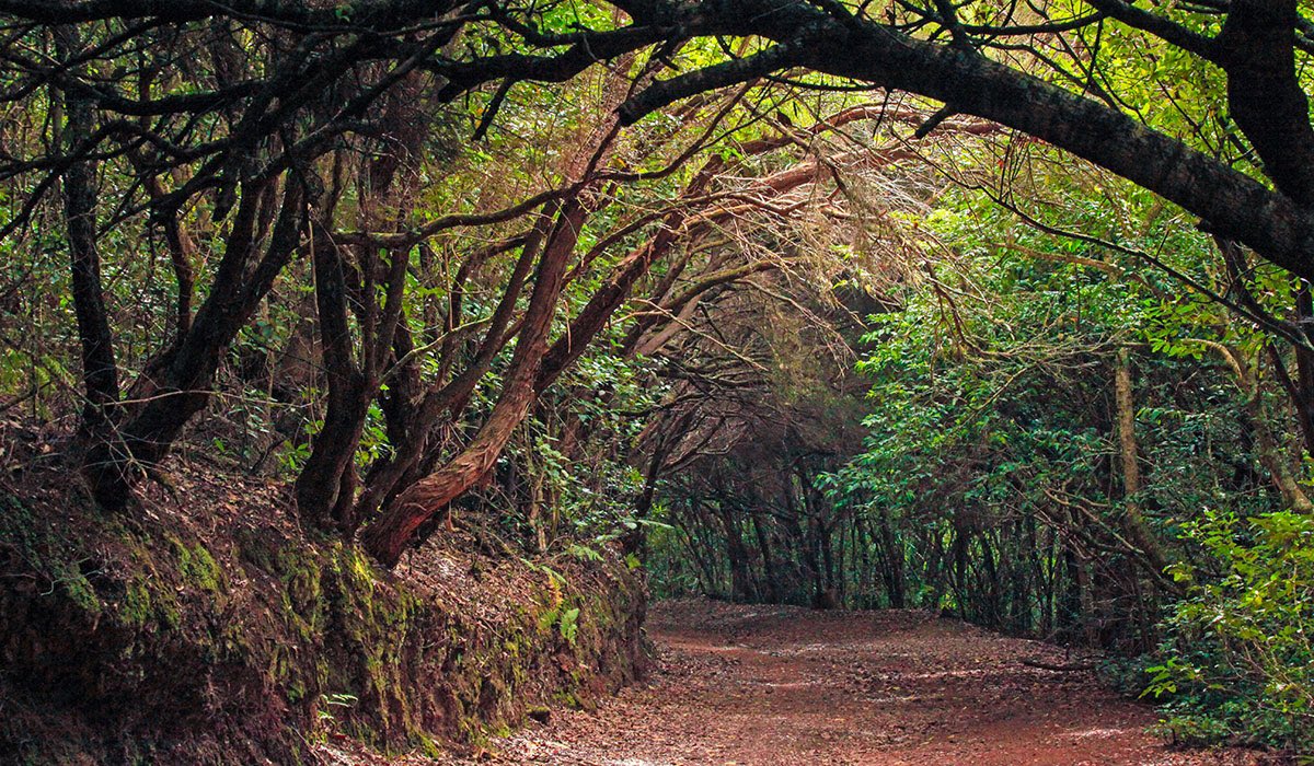 Parque natural de Anaga, Santa Cruz de Tenerife, Islas Canarias . * ･｡ ﾟ