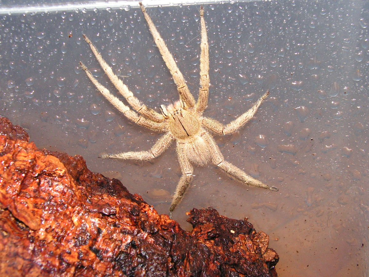 To bring this to an end: pics from 2008, P. boliviensis from Costa Rica (juvenile, captive bred). Note ophistosoma pattern, light base color, striking "pink" chelicerae setae and yellow ventral femurs: