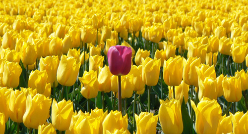 Shine your light! "Conformity" in the workplace often eliminates innovation, performance and creativity from the environment. We keep things dim and dull when we keep such a narrow comfort zone ~<a href="/sbrownehr/">Steve Browne</a>
#HRonPurpose #TSU6381 <a href="/Drsdross/">Dr. Sharon Ross</a>