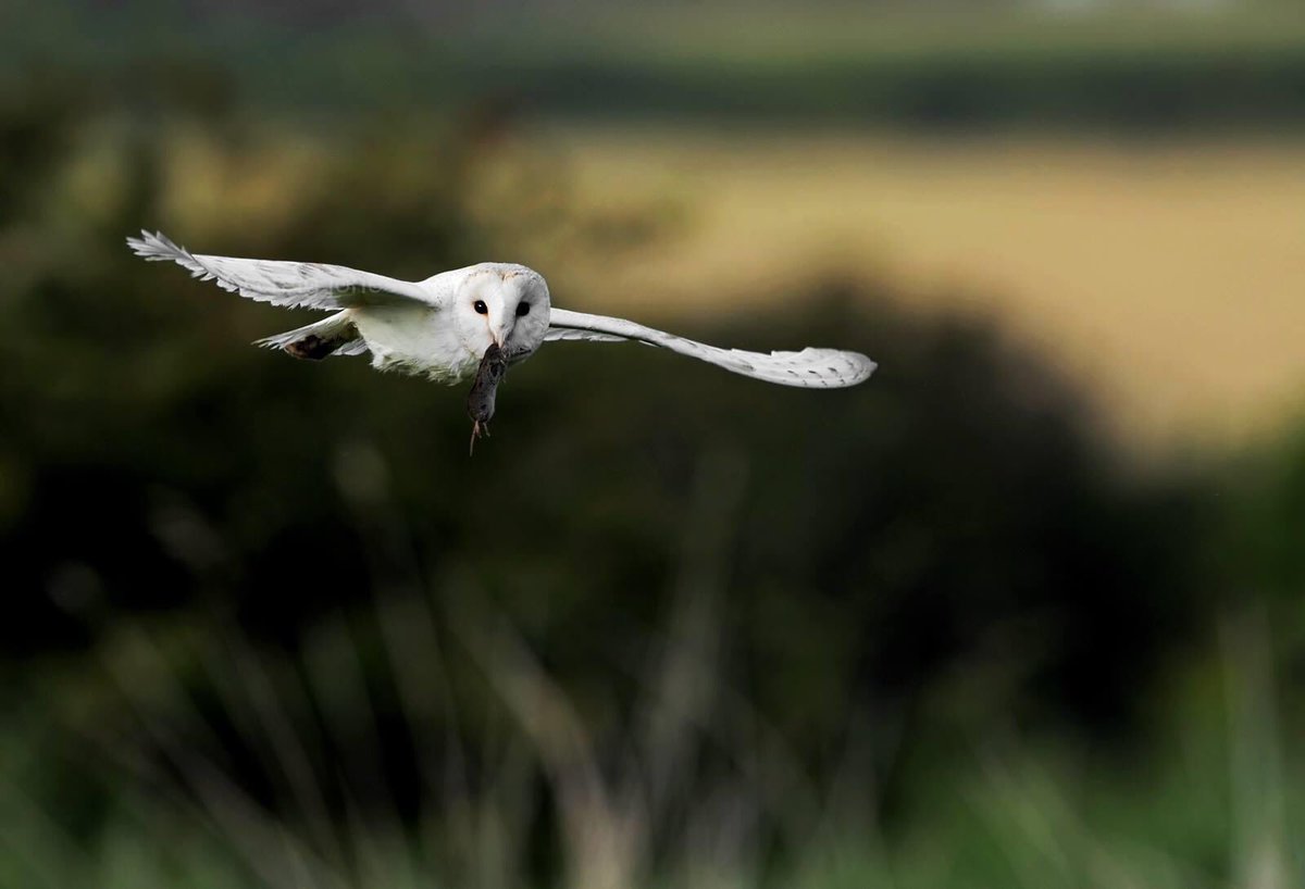 Birds of prey suffer in UK zoos. @freeanimalsuk found that 23% of birds tethered during daytime were nocturnal. 

@DefraGovUK can you put an end to the cruel practice of tethering birds of prey this #ZooAwarenessWeekend.

Photos show where Barn Owls belong , in the wild.