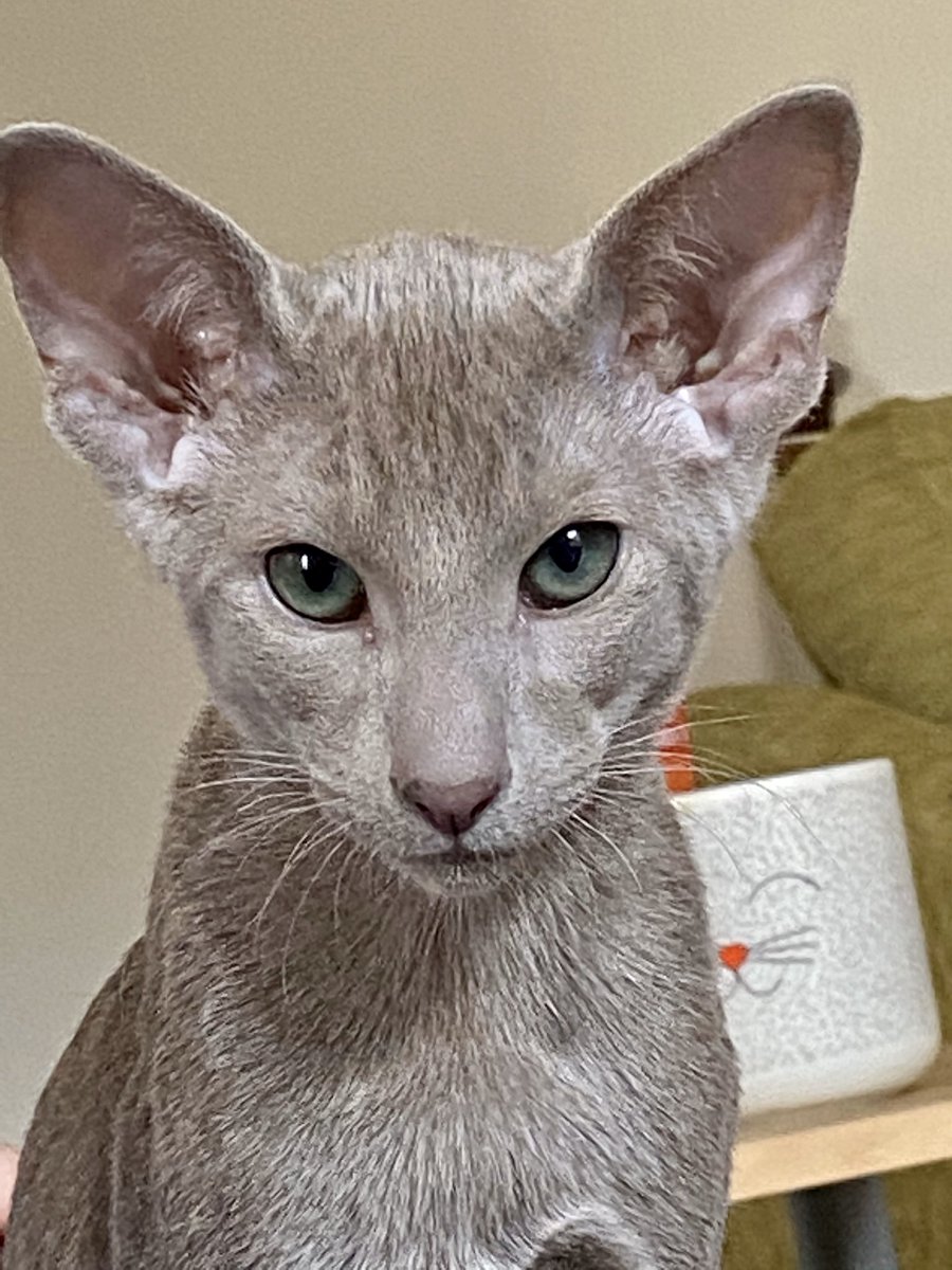 Sarahcross01's tweet photo. @shelternews Chester is coping well! https://t.co/r8jAwT3yR7