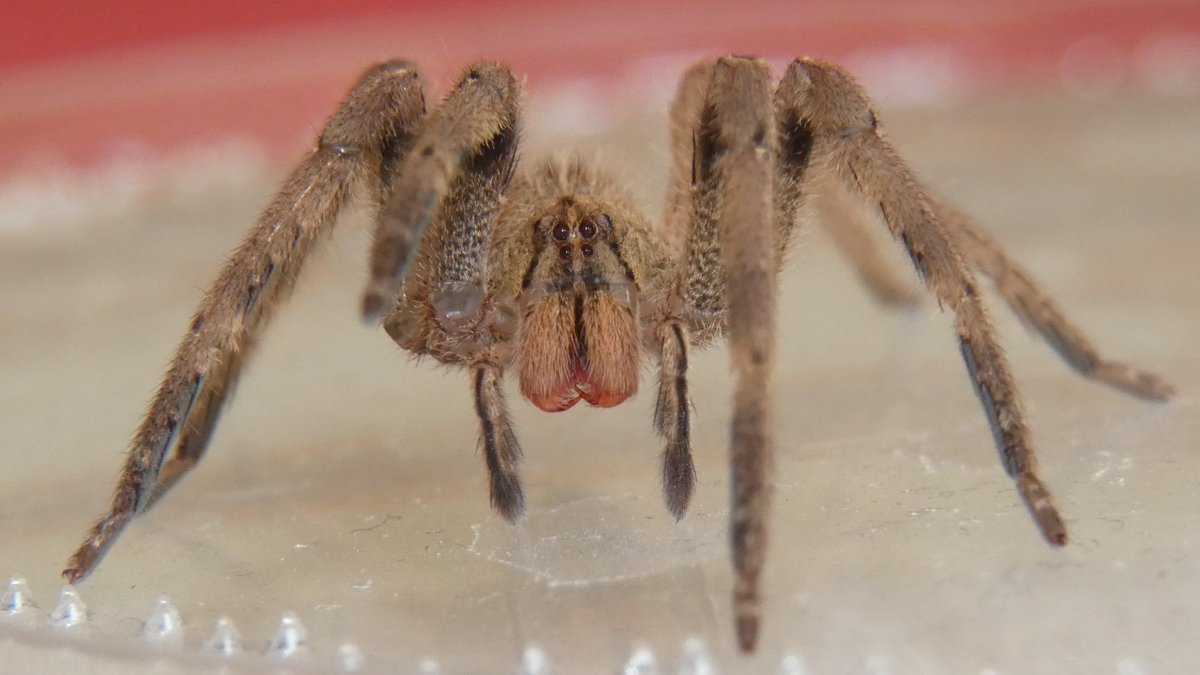 Pics from yesterday, fresh molted specimen bought from a well known German breeder in 09/2019 as 1. instar slings.Sorry for the blurry pics, but you get the idea. Chelicerae setae suspiciously pink and note the ophistosoma pattern: