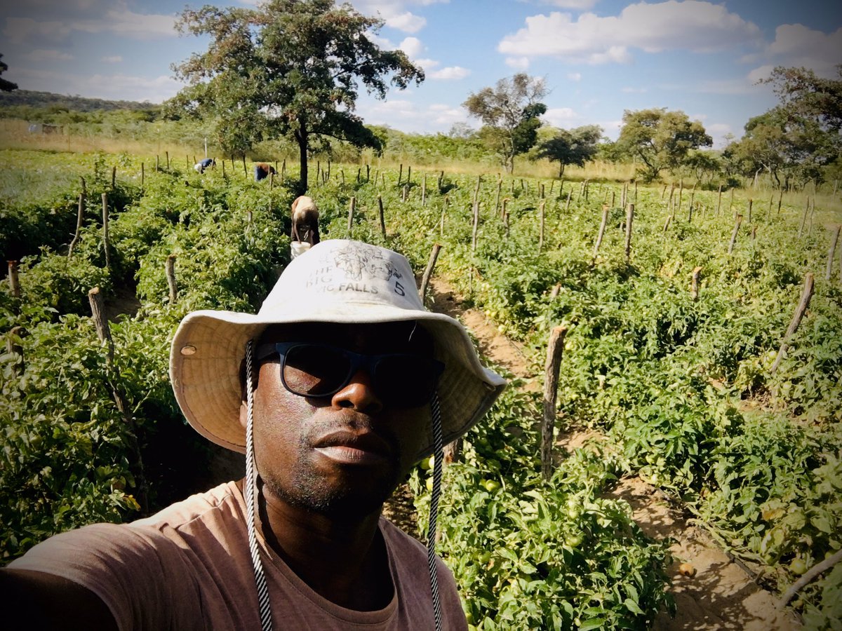 FarmSayi's tweet photo. We just broke our own Record Today-Harvested 19 Crates. Happy Easter Farmers. #Mguza #Bulawayo #IsitsheboEbantwini. @Ramadu5 @TswareloMothobe @keithmoyoZW @zenzele @Mathuthu @rodgers_kirwa https://t.co/351PMyuA0S