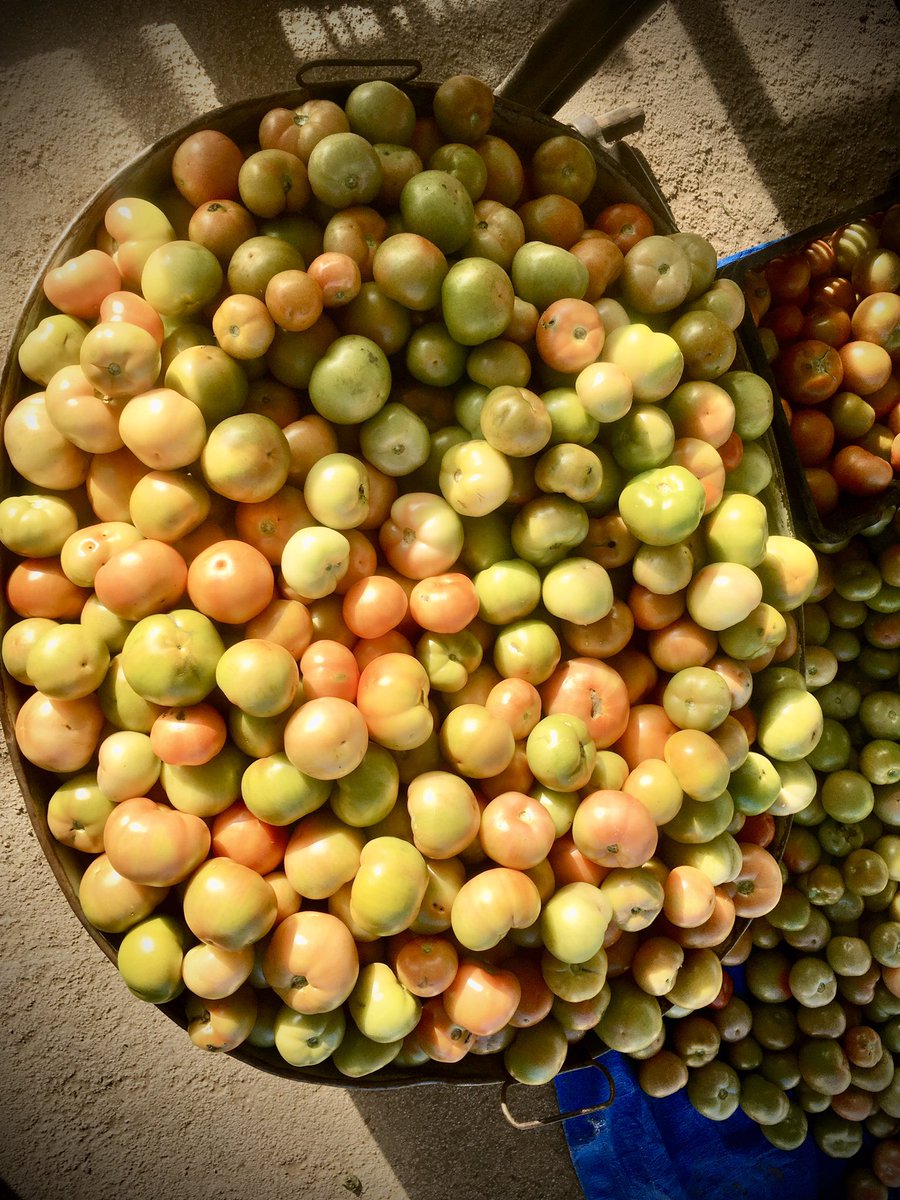 FarmSayi's tweet photo. We just broke our own Record Today-Harvested 19 Crates. Happy Easter Farmers. #Mguza #Bulawayo #IsitsheboEbantwini. @Ramadu5 @TswareloMothobe @keithmoyoZW @zenzele @Mathuthu @rodgers_kirwa https://t.co/351PMyuA0S