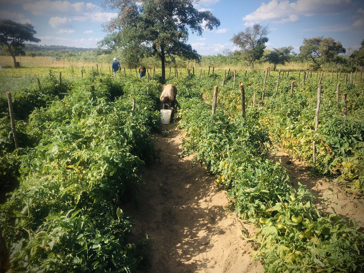 FarmSayi's tweet photo. We just broke our own Record Today-Harvested 19 Crates. Happy Easter Farmers. #Mguza #Bulawayo #IsitsheboEbantwini. @Ramadu5 @TswareloMothobe @keithmoyoZW @zenzele @Mathuthu @rodgers_kirwa https://t.co/351PMyuA0S