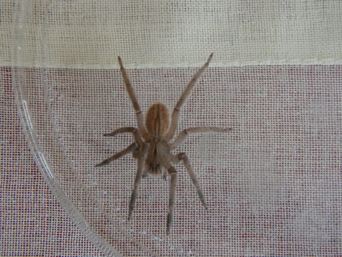 Pics from yesterday, fresh molted specimen bought from a well known German breeder in 09/2019 as 1. instar slings.Sorry for the blurry pics, but you get the idea. Chelicerae setae suspiciously pink and note the ophistosoma pattern: