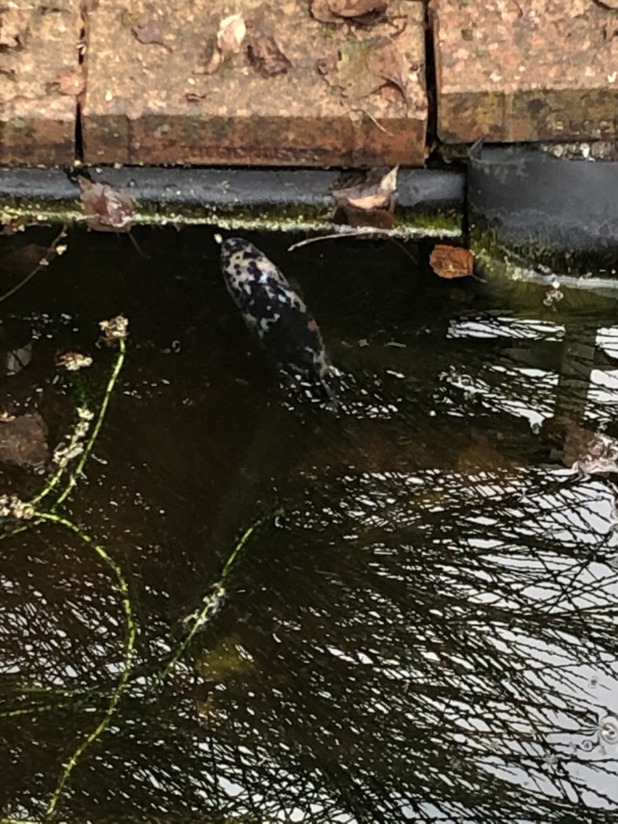 delta_shark's tweet photo. Things to do while isolating. We have decided to do some work on the pond.
Basically clean it out a bit,clean the pump and fill it with some fresh water.
Look who we found.
Fish is Hastings #lineofduty #adriandumbar and the frog is Dot #craigparkinson
#stayhomesavelives https://t.co/HbqVoJbNw3