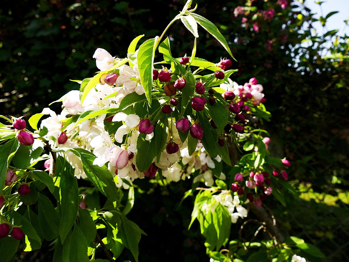 Still beautiful things to see even with a lockdown! A shot from the corner of my garden. #lockdown